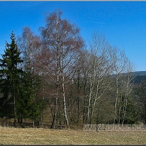 Celkový pohled z nynějších pastvin na místo zaniklé samoty, která stávala na návrší nad současnou cyklostezkou od České Kubice do Folmavy.