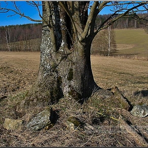Pozůstatky kamenů z usedlosti mezi dvěma vzrostlými stromy na louce.