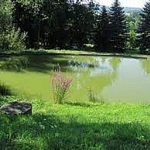 Pařezov - rybník