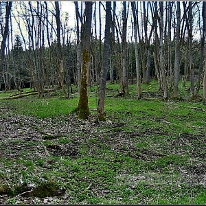 Celkový pohled na místo , kde vlevo sklárna stávala spolu s několika dalšími usedlostmi včetně panského domu - lesního zámečku. 